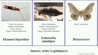 Insecte, ordre Lepidoptera maritima domestica Anisolabis Elaunon Micropardalis First aurella Light
