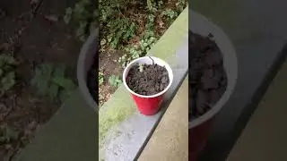 Growing Weed Outside with Regular soil 🥦⛽️ Week 1