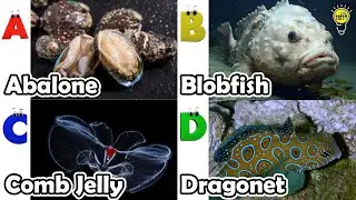 Learn Ocean Animal Names | ABC Sea Animals song | Most Popular Sea Creatures | Alphabets Kids Song