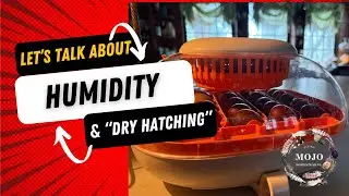 &ldquo;Do you dry hatch?&rdquo; Humidity, and why it matters throughout the chick incubation process!