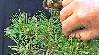 Scots Pine Candle Pinching