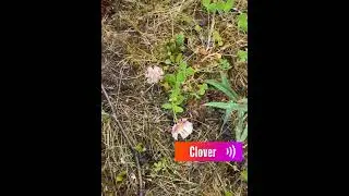 Alaska Wildflowers