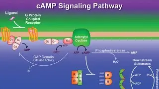 GPCR Signalling in easy and detail|Cell biology|CUET PG|MSc