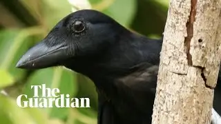 Crows trained to pick up cigarette butts in Sweden