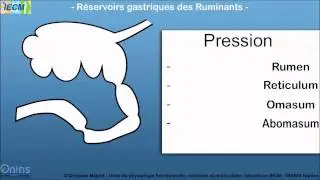 Reservoirs gastriques des ruminants