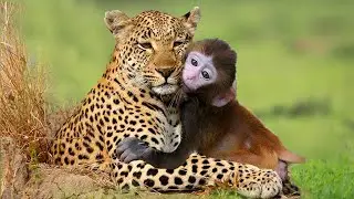 Sad Scene! Leopard Take Care Of Baby Monkey After Kill The Mother