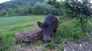 Dzik - czyli locha z młodymi, czy należy się ich bać?