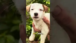 Rescuing an Abandoned Dog and a Heartwarming Ending 😢