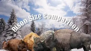 Bison Size Comparison[Living&Extinct] ~~THE LAST REMAKES VIDEO~~