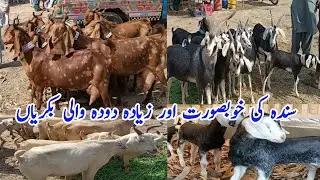 Black tapri goat breed in bakra mandi / mandi timing and cargo service