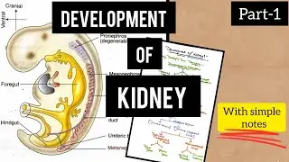 Development of kidney | Embryology | Anatomy |