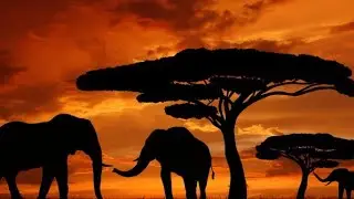 Afrobeat type_beat_2025 -'Soft Wool'.