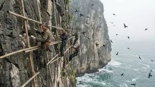 How Farmers Harvest Swallows' Nests Using Bamboo Poles on Dangerous Cliffs