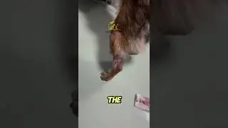 Incredible Progress! Injured Dog&rsquo;s Recovery Journey 🐾❤️