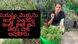 ఇంట్లోనే మరువం మొక్క కుండీలో ఇంత బాగా పెరగాలంటే ఇది చేయండి! | Grow Bushy Maruvam Plant Easily