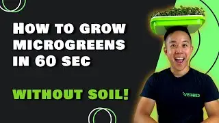 How To Grow Microgreens Without Soil In Just 60 seconds!