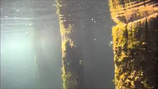 Craspedacusta sowerbii (freshwater jellyfish)