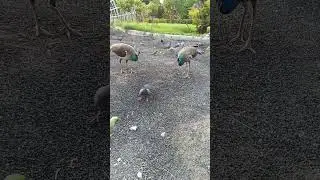 Angry Peahen(s) repelling Pigeon in their own style!! #peahens #peacock #peacocklovers #nature