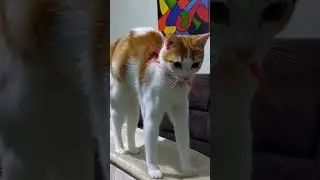 Hustle. #cat #catlover #catshorts #catsoftiktok #catvideos #meow #catsofinstagram #catsofinsta #meow