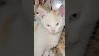 Adorable cats #catmeow #kitten #catsound #cute #catnoise #catmeowing #catvideos #funny #animals