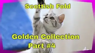 Scottish Fold Golden Collection Part #4/ Золотая коллекция шотландской породы часть #4