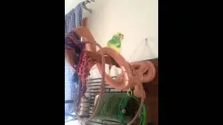 Bird regurgitating food