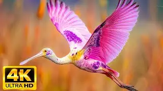 Calming Bird Sounds vs White Noise Which is Better for Stress Relief