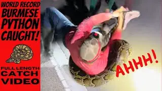 World Record Burmese Python Catch with the Glades Boys - Full Length Catch Footage!