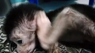 poor baby monkey always itches, looks like he needs a bath