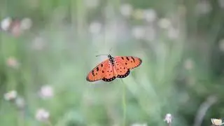 Butterfly effect with Posstive Vibes ||Peaceful Relaxing|| Instrumental Music, Meditation Music