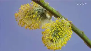 Bienen retten mit Weide, Kornelkirsche und Fr&uuml;hbl&uuml;hern | MDR Garten