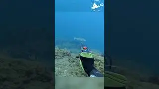 Unbelievable FAIL shot for a huge DENTEX!!! #fishing #spearfishing #dentex #fail