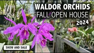 Waldor Orchids Fall Open House 2024 | AMAZING Guest Vendors from across the US + Gorgeous Blooms!