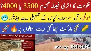 Today Makai rate|اج کا گندم کا ریٹ|Today Gandam rate 2026|Today Munji rate|12-1-2026 بروز سوموار 