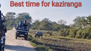 আজি Safari ত কি কি পালো | kaziranga safari ৰ আটাইতকৈ ভাল সময় , Best Timing কেতিয়া 