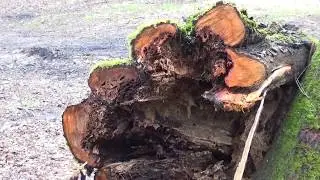 Arbre creux, lierre, sureau, haie, digue, sont d&eacute;truits