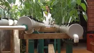 growing chilli in hydroponic