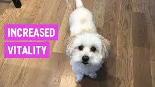 Grain Free Chicken & Turkey Little Bites Recipe
