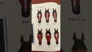 Part 6 #subscribe #horse #books #viral