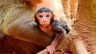 Titan So Adorable Baby Monkey! Thank Tara Giving Cute Gift As Newborn Baby Titan!