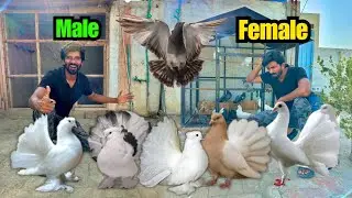 Kabotaro Ka Raaz Reveal Hogya 😃