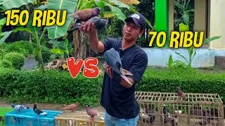 TES TERBANG BEBERAPA KOLEKSI MERPATI DI KIOS SERAYU MERPATI