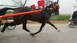 Bhalla Sultan Horse Race