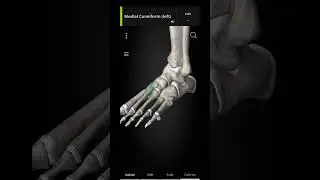 hind limb#easy #biology #youtubeshorts #anatomy #neet #lowerlimb #education #science #bones