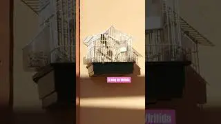 SONIC 🐥 Os desea #FELIZLUNES #sonic #animalesfelices #animales #pets #cantodecanario #canario #gamer