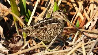 Wilson's Snipe - Pat O'Neil Bird ID's