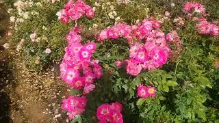 💥 Big Discount on Rose Plants! | Online Rose Plants Lowest Price | Gardening Offer 2025