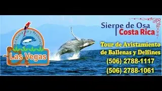 TOUR BALLENAS Y DELFINES, SIERPE DE OSA, COSTA RICA