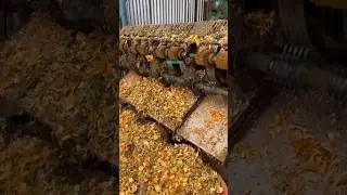 How to cultivate betel nut #farming #ytshorts #shorts