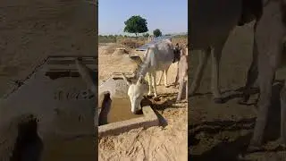 Thirst Quenching Moment of a Female Donkey